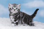 British Shorthair Kitten