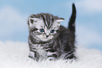 British Shorthair Kitten