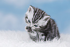 British Shorthair Kitten