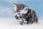 British Shorthair Kitten