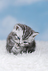 British Shorthair Kitten