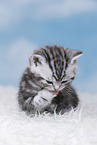 British Shorthair Kitten