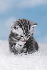 British Shorthair Kitten