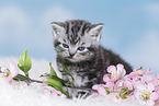 British Shorthair Kitten