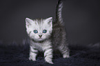 British Shorthair Kitten