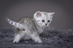 British Shorthair Kitten