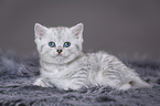 British Shorthair Kitten