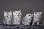 4 Kitten