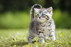 British Shorthair Kitten