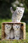 3 Kitten