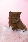 young British Shorthair