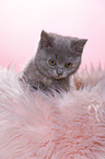 British Shorthair Kitten