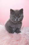 British Shorthair Kitten