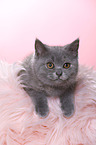 British Shorthair Kitten