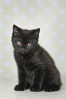 British Shorthair Kitten