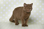 young British Shorthair