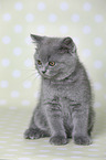 British Shorthair Kitten