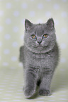 British Shorthair Kitten