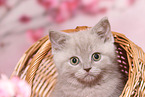 British Shorthair Kitten