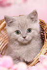 British Shorthair Kitten