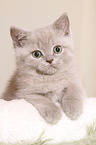 British Shorthair Kitten