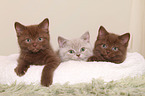 British Shorthair Kitten