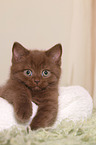 British Shorthair Kitten