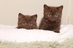 British Shorthair Kitten