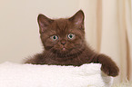 British Shorthair Kitten