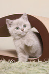 British Shorthair Kitten