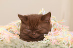 British Shorthair Kitten