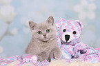 British Shorthair Kitten