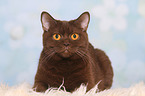 lying British Shorthair