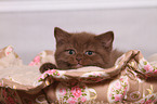 British Shorthair Kitten