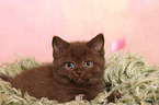 British Shorthair Kitten