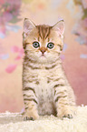 British Shorthair Kitten