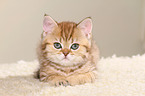 British Shorthair Kitten