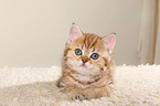 British Shorthair Kitten