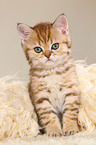 British Shorthair Kitten