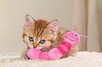 British Shorthair Kitten