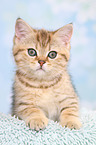 British Shorthair Kitten