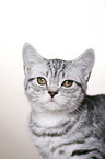 young British Shorthair