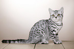 young British Shorthair