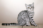 young British Shorthair