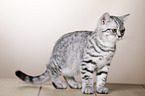 young British Shorthair