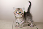 British Shorthair Kitten