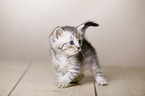 British Shorthair Kitten