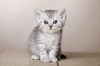 British Shorthair Kitten