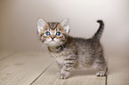 British Shorthair Kitten