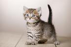 British Shorthair Kitten